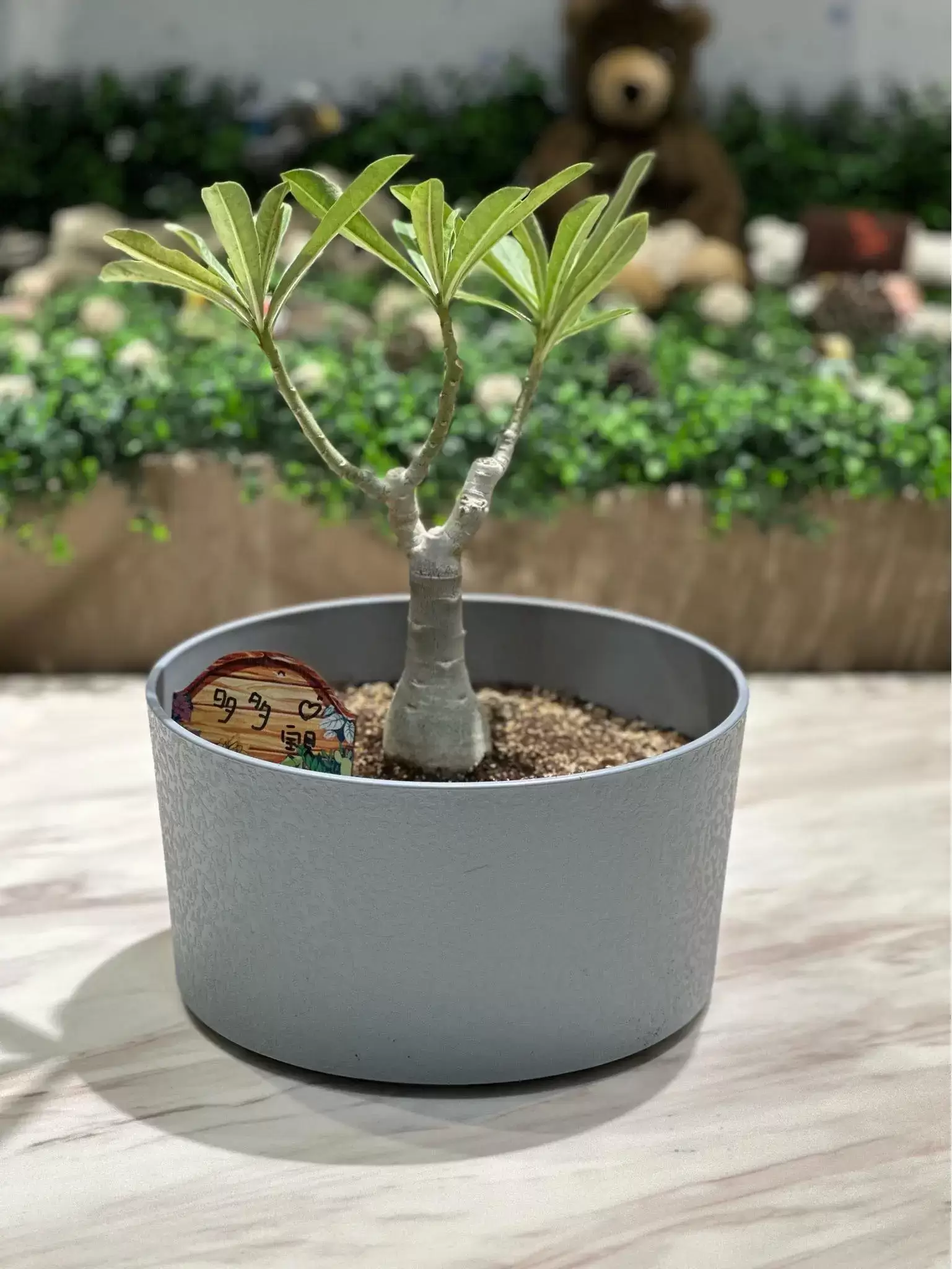 宜蘭寵物禮儀-星旅程寵物生命紀念-0705專屬紀念品2 宜蘭寵物禮儀-星旅程寵物生命紀念-0705專屬紀念品2