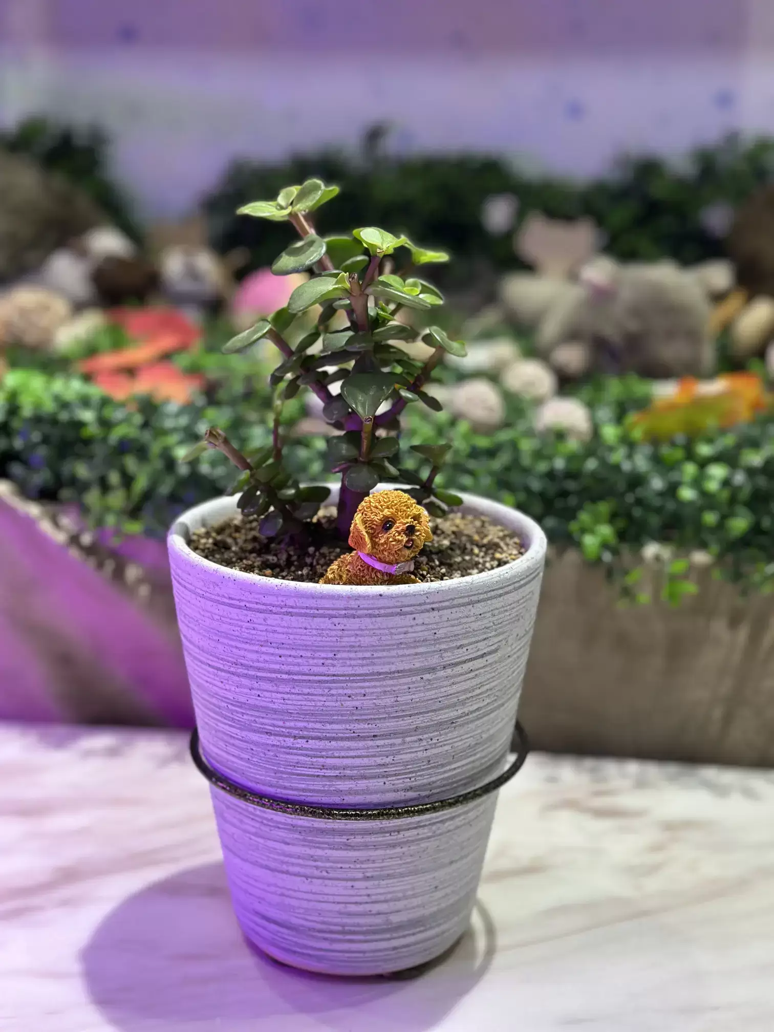 宜蘭寵物禮儀-星旅程寵物生命紀念-0705專屬紀念品2 宜蘭寵物禮儀-星旅程寵物生命紀念-0705專屬紀念品2
