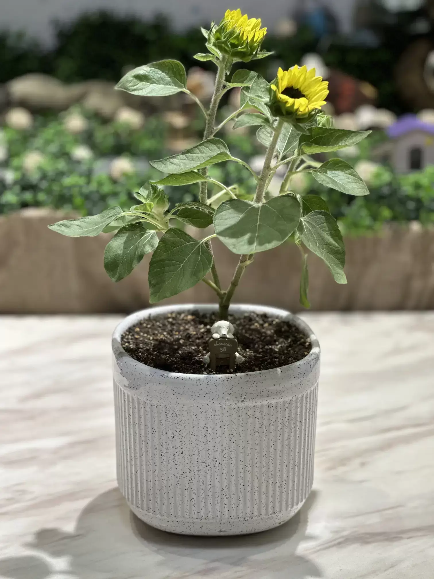 宜蘭寵物禮儀-星旅程寵物生命紀念-0705專屬紀念品2 宜蘭寵物禮儀-星旅程寵物生命紀念-0705專屬紀念品2