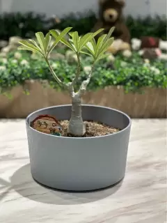 宜蘭寵物禮儀-星旅程寵物生命紀念-0705專屬紀念品2